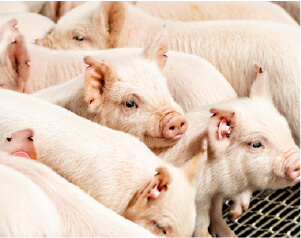 サイボクについて4