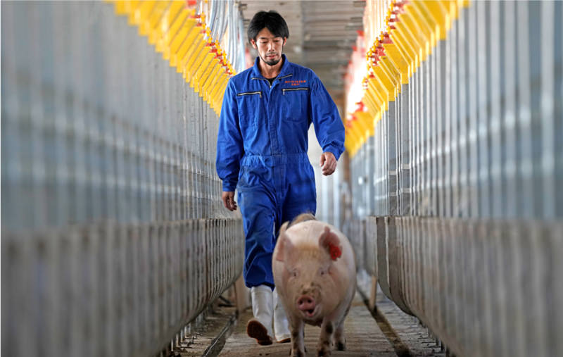 歩く飼育員と豚